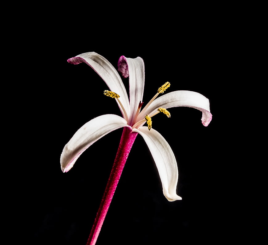 White and Pink Lily Flower on Black Background