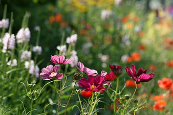 Vibrant Pink and Red Cosmos Flowers in a Sunny Meadow