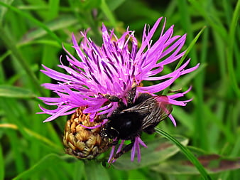 Black Bumblebee Pollinating Purple Knautia Flower in Grass