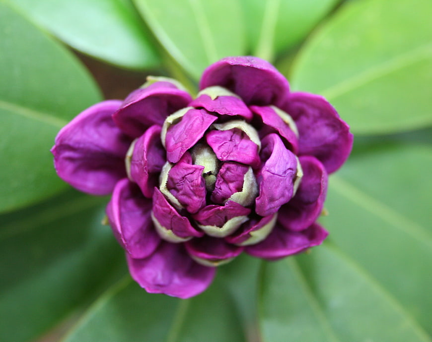 Close-up of a purple rhododendron flower bud against green leaves