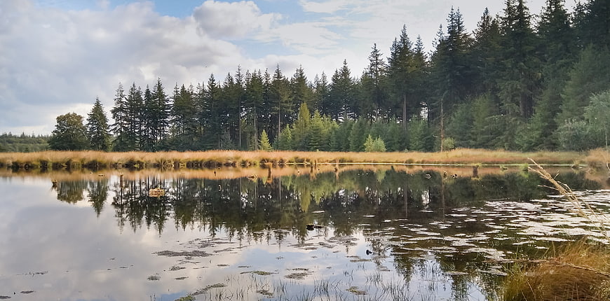 Serene Lake with Forest Reflections and Golden Grass