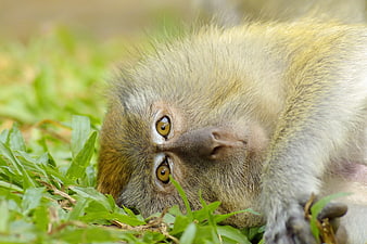 Close-up of a monkey lying on green grass