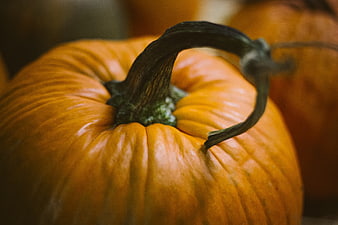 Close-up of orange pumpkin with curved stem