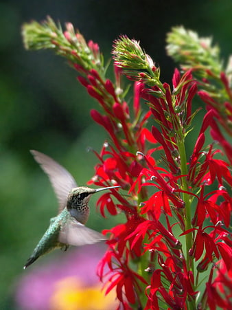 Hummingbird Feeding on Red Cardinal Flower in Garden