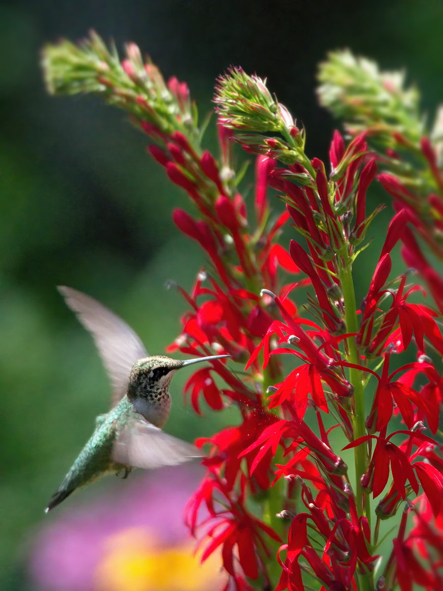 Hummingbird Feeding on Red Cardinal Flower in Garden