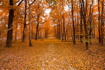 Golden Autumn Forest Path with Orange Leaves