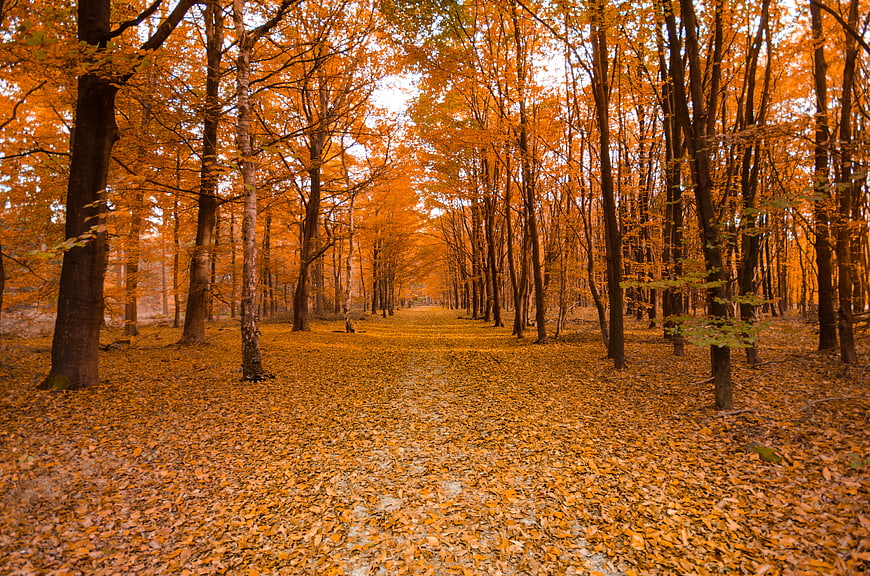 Golden Autumn Forest Path with Orange Leaves