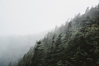 Misty mountain forest with dense evergreen trees