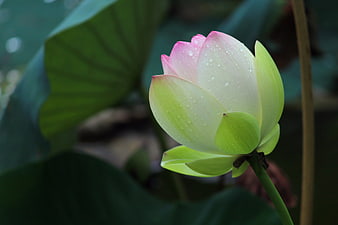 Pink lotus bud with water droplets on green leaves