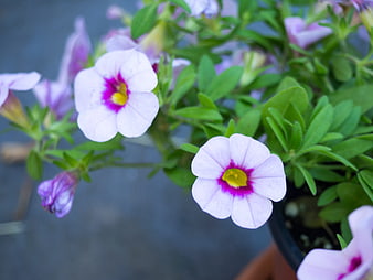 Close-up of Pink and Purple Calibrachoa Flowers