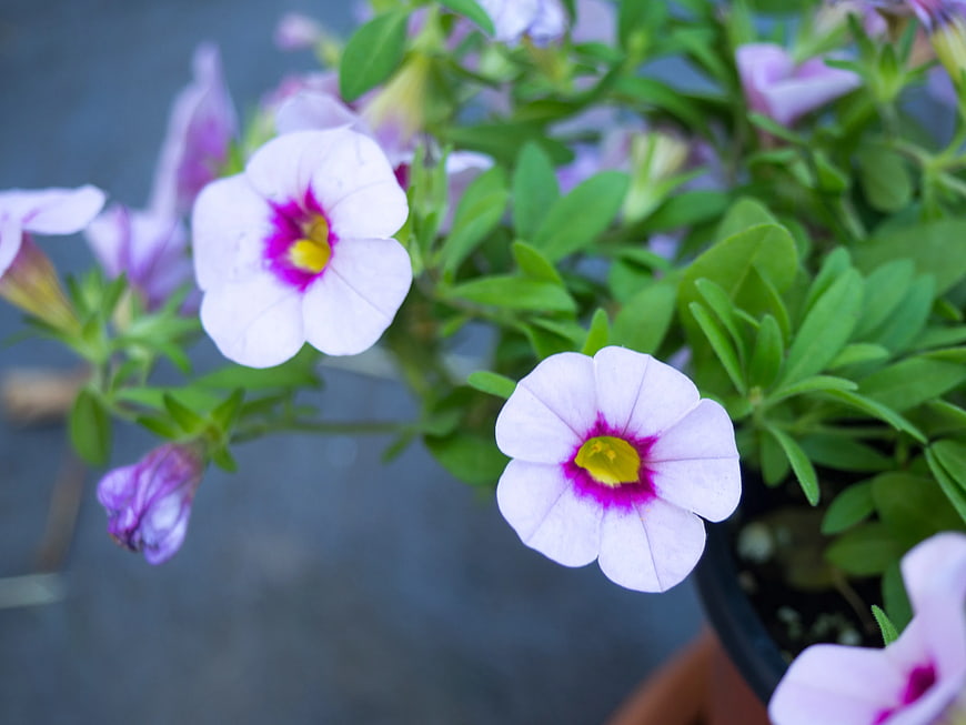 Close-up of Pink and Purple Calibrachoa Flowers