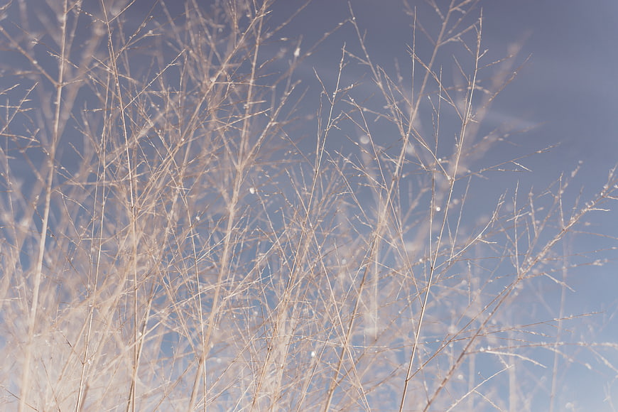 Frosty Wild Grass Stems Against Blue Sky Background