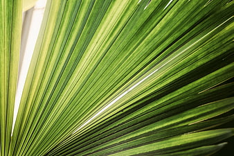 Close-up of vibrant green palm leaf with natural sunlight
