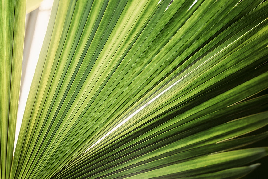 Close-up of vibrant green palm leaf with natural sunlight