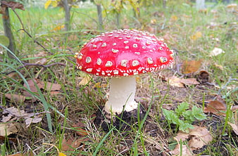 Red Fly Agaric Mushroom in Autumn Forest