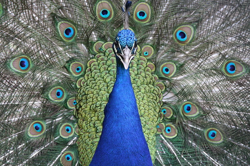 Close-up of Majestic Peacock with Spread Tail Feathers
