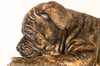 Sad brindle bulldog puppy resting head on paw