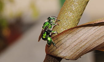 Close-up of a metallic green bee on a textured plant stem