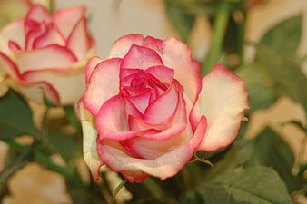 Close-up of pink and white rose bloom in garden