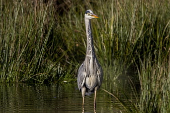 Grey Heron Standing in Shallow Water with Reeds