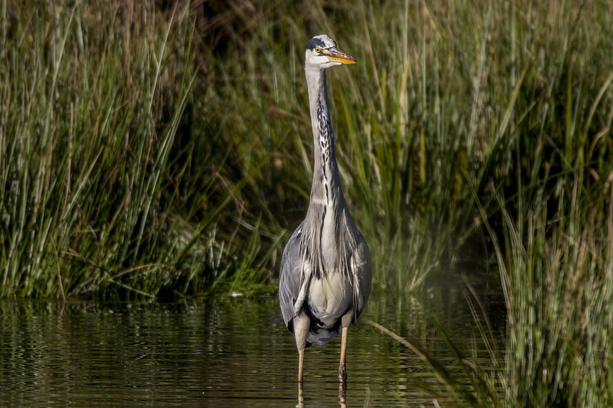 Grey Heron Standing in Shallow Water with Reeds