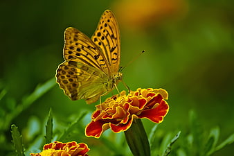 Yellow Fritillary Butterfly on Marigold Flower Close Up