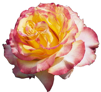 Pink and Yellow Rose Isolated on White Background