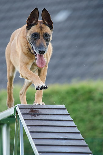 Belgian Malinois Dog Running Down Agility Ramp