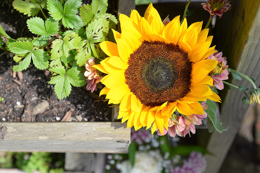 Vibrant Sunflower in Wooden Garden Planter Box
