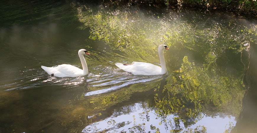 Two white swans swimming in a misty pond with green reflections
