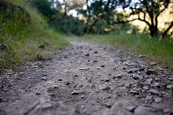 Low angle view of rocky dirt path in forest