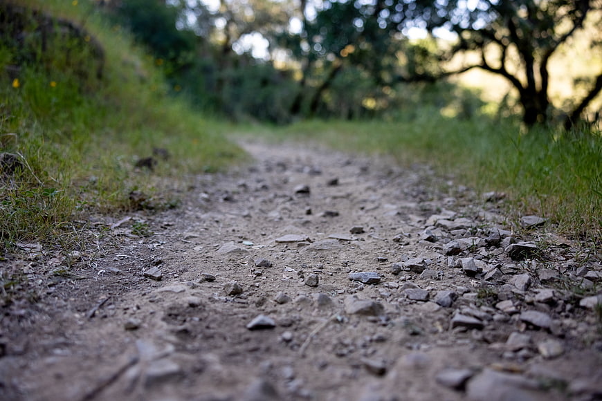 Low angle view of rocky dirt path in forest