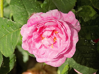 Close-up of a vibrant pink rose with water droplets