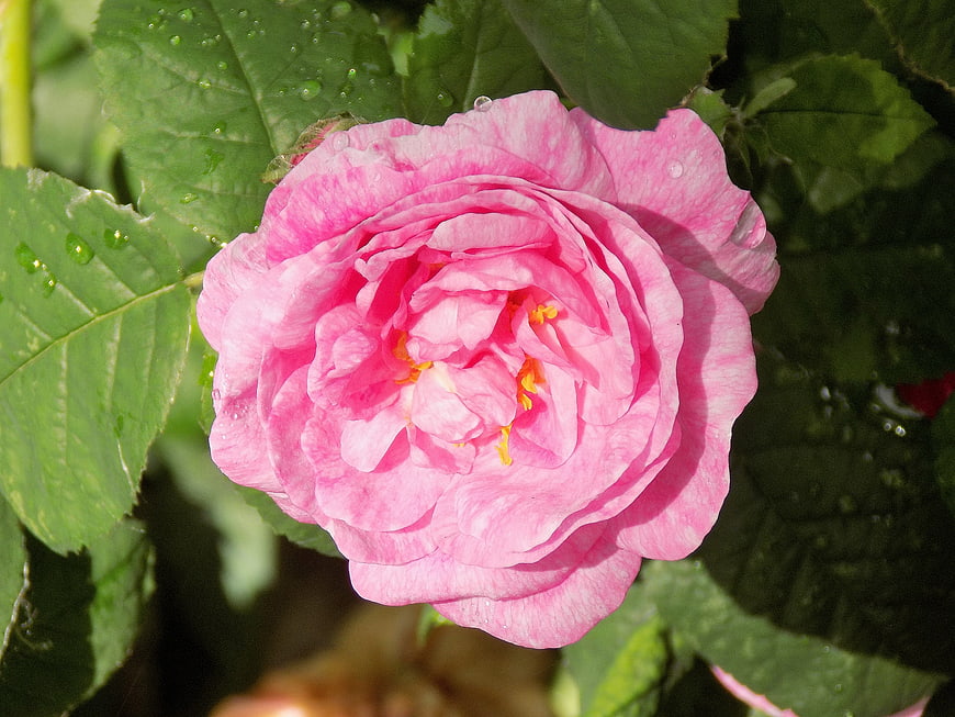 Close-up of a vibrant pink rose with water droplets