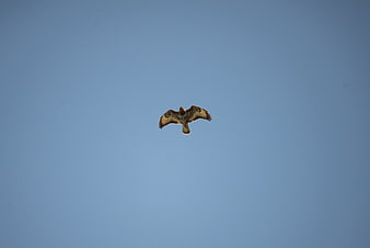 Buzzard soaring in clear blue sky