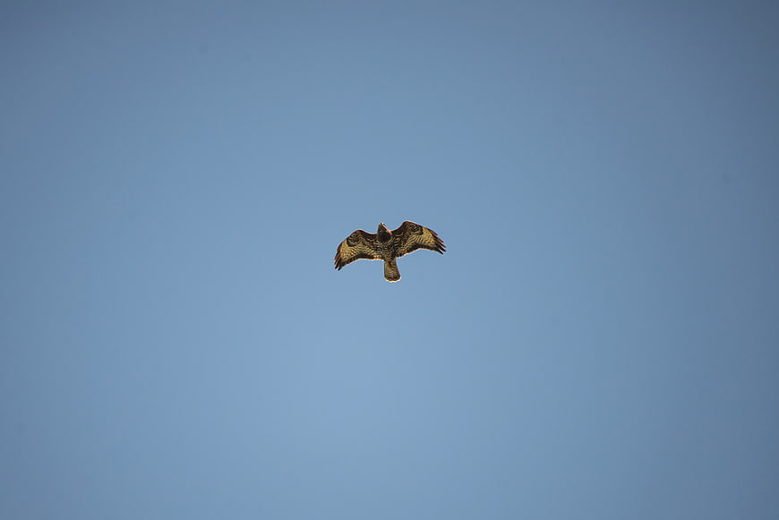 Buzzard soaring in clear blue sky