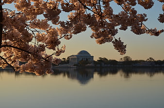 Cherry Blossoms Framing Jefferson Memorial at Sunset