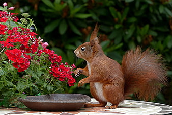 Red Squirrel Eating Near Red Flowers on Garden Table