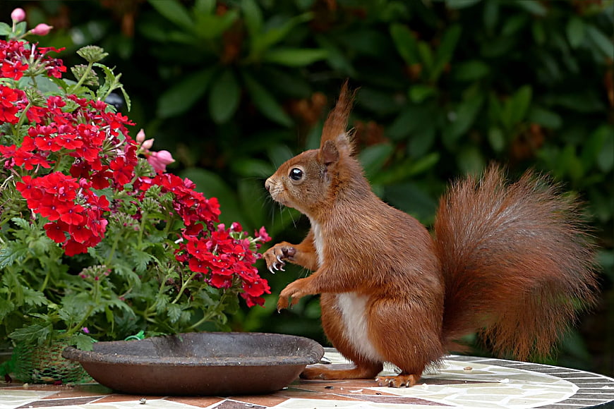 Red Squirrel Eating Near Red Flowers on Garden Table