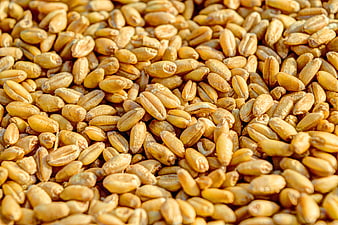 Close-up of Golden Wheat Grains for Agriculture and Food