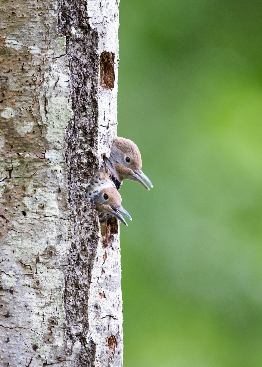 Baby Woodpeckers Peeking from Tree Nest Hole