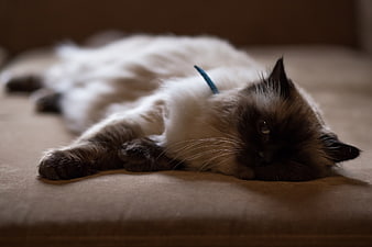 Sleepy Ragdoll Cat Resting on Couch