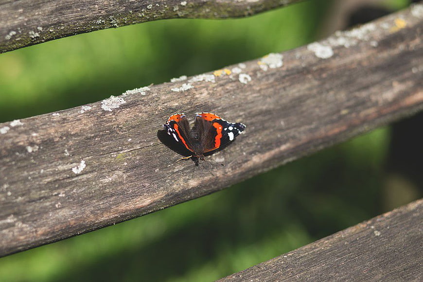Red Admiral Butterfly Resting on Weathered Wooden Bench