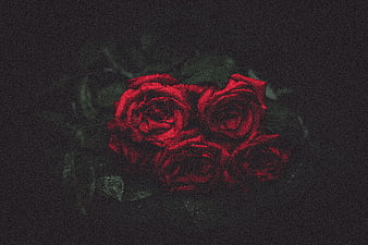 Dark moody red roses with water droplets on black background