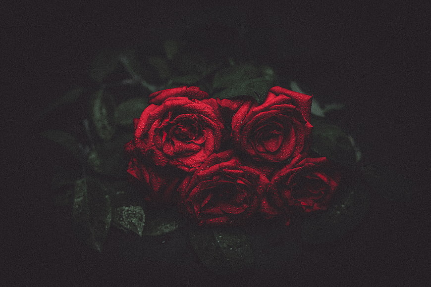 Dark moody red roses with water droplets on black background