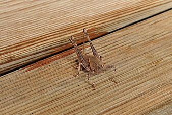 Close-up of a brown grasshopper on textured wooden planks