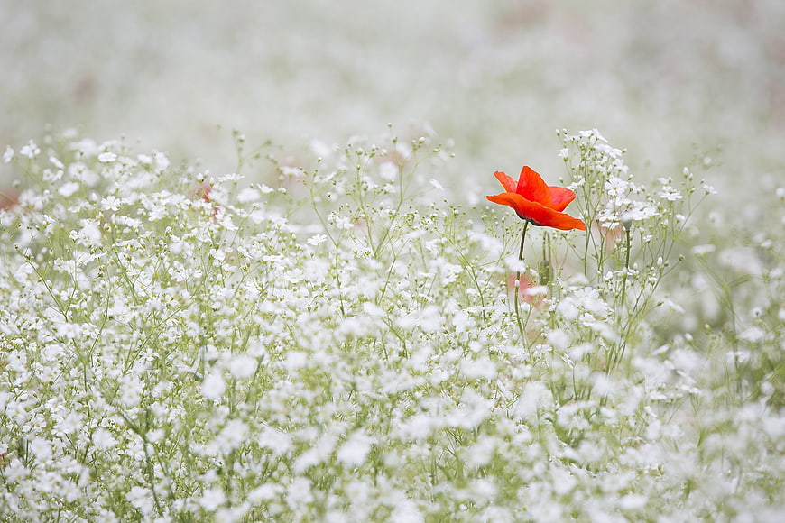 Single Red Poppy in White Baby's Breath Meadow