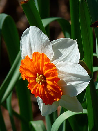 Close-up of white and orange daffodil flower in sunlight