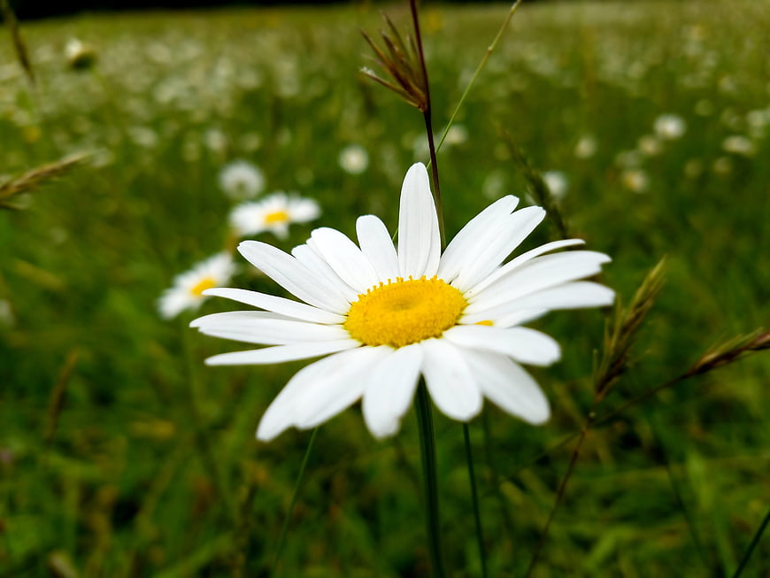 Close-up of a white daisy in a green meadow