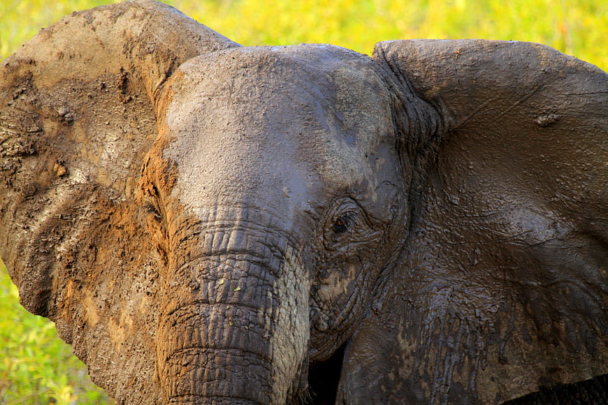 Close-up of a muddy elephant face in the wild